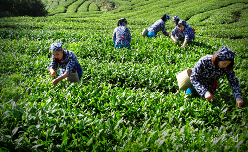 1581510956333281.jpg 蜀山茶海2.jpg