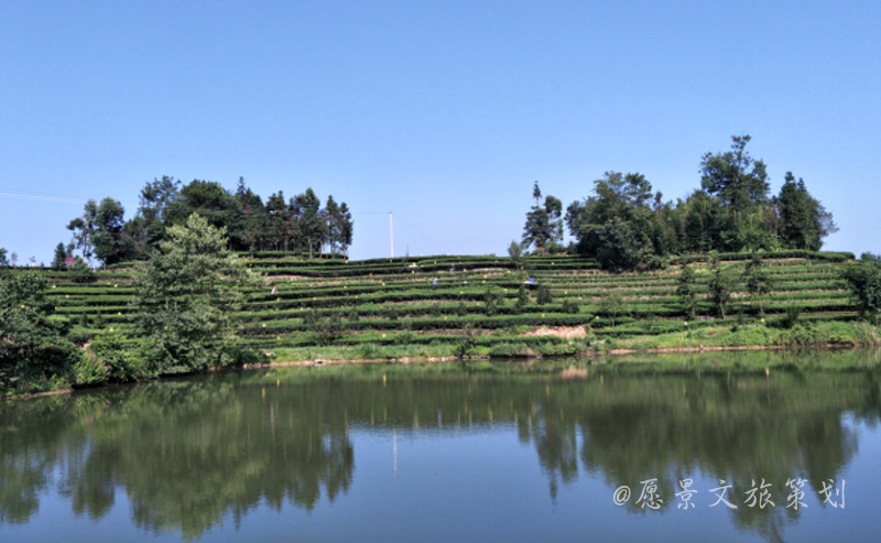 1581511045121633.jpg 蜀山茶海3.jpg